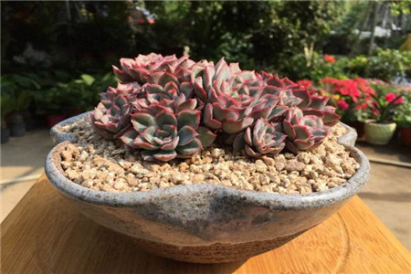 多肉猎户座怎么爆盆