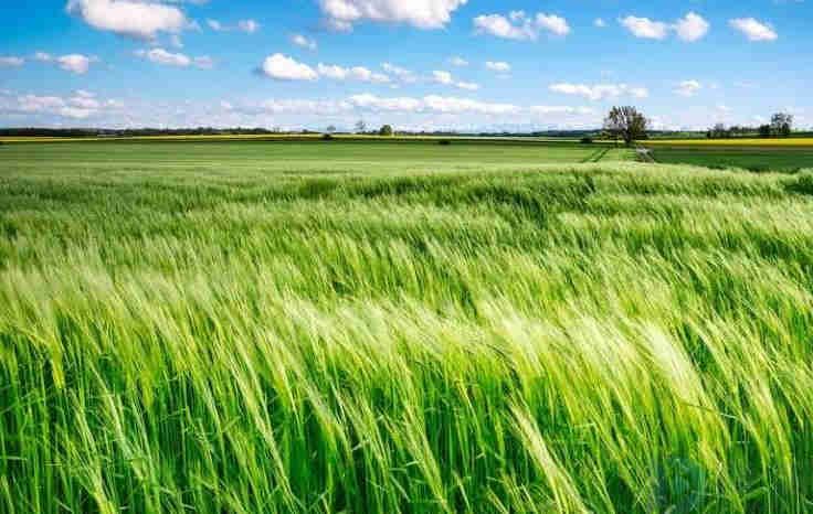 描写风的文案段落(描写风的文艺句子)