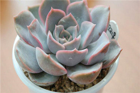 多肉猎户座怎么爆盆