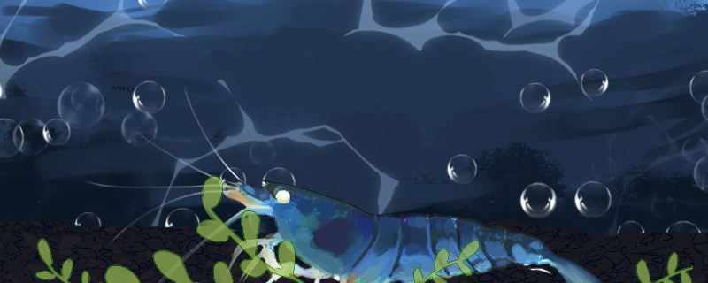 金眼蓝虎纹虾好养吗怎么养(蓝金虎斑纹)