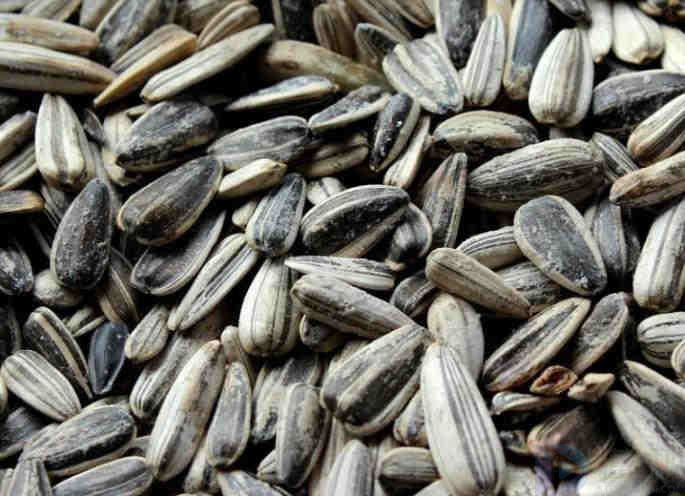 焦糖瓜子是哪里特产