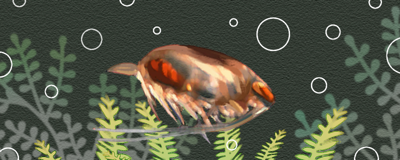 绿水能自动生出水蚤吗如何用绿水繁殖水蚤(绿水养水蚤效果不大好)