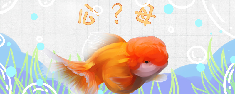 狮子头金鱼怎么分公母公母能一起养吗(狮子头金鱼怎么看品相)