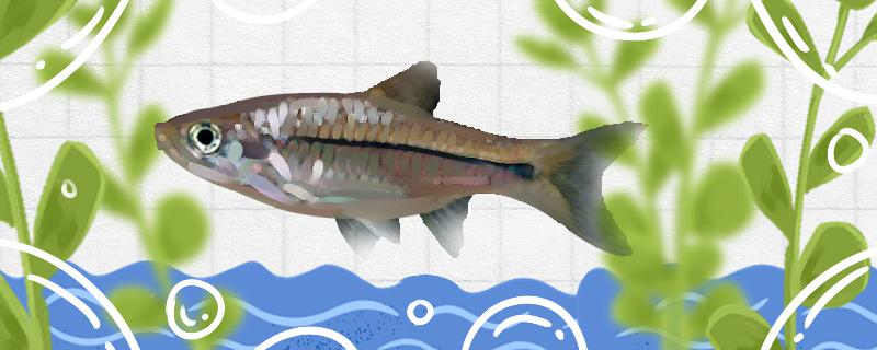 印尼波鱼好养吗怎么养(波尼印那)