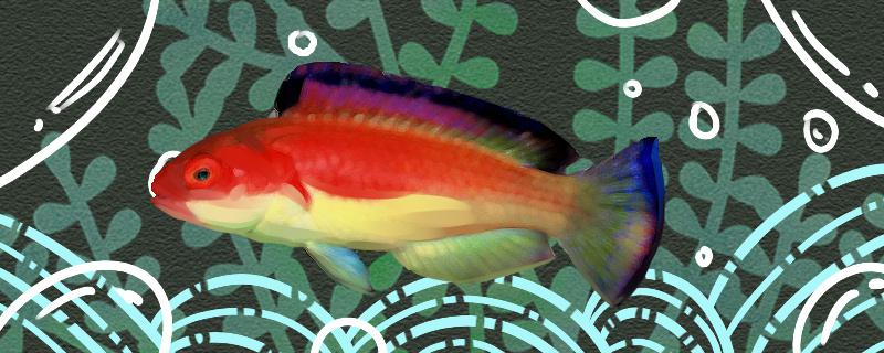 玫红鹦鹉鱼好养吗怎么养(红头玫瑰鹦鹉)