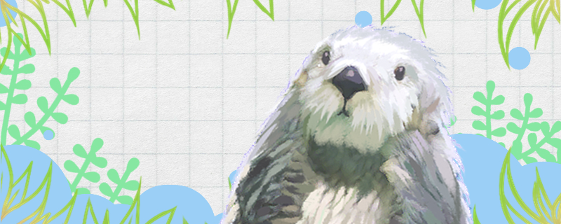 海獭喜欢揉脸吗为什么喜欢揉脸(海獭为什么喜欢洗脸)