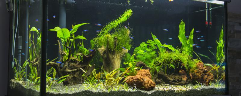 高锰酸钾能杀死鱼的寄生虫吗常见的寄生虫有哪些(高锰酸钾能杀死鱼身上的白点病吗)