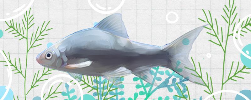 鲮鱼的钓法鲮鱼的钓饵(鲴鱼的钓法和饵料)