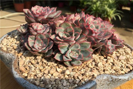 多肉猎户座怎么爆盆