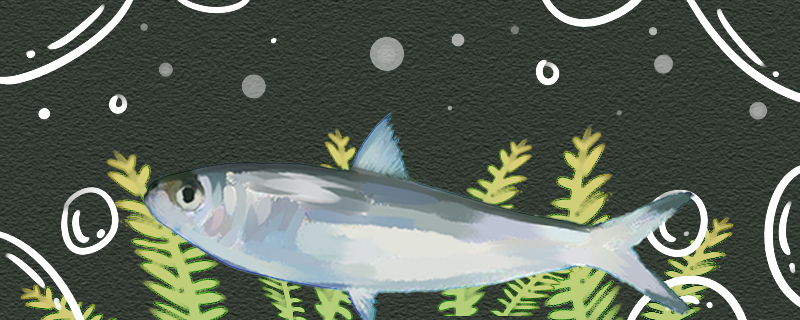 沙丁鱼是无鳞鱼吗有鳞片吗(沙丁鱼是海鱼么)