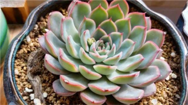 猎户座多肉怎么养(多肉猎户座怎么爆盆)