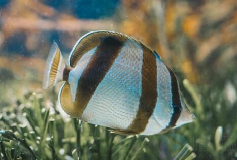 形容鱼的形态的句子(形容鱼的形态的句子有哪些)