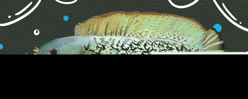 巴卡雷龙鱼好养吗怎么养(巴卡雷龙能长到多大)