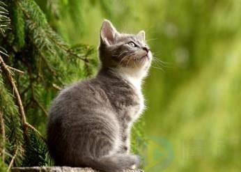 动物医学属于什么专业类别(动物医学属于哪类专业)