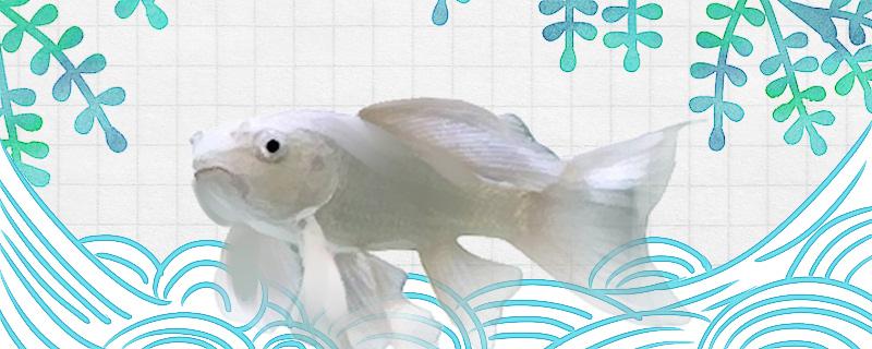 蝴蝶鲤翻肚皮是什么原因怎么办(蝴蝶鲤翻了)