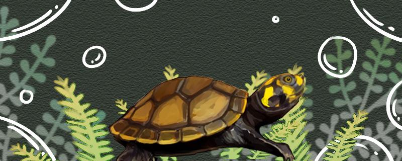 黄头侧颈龟水质要求水位要求(黄头侧颈龟对水质要求高吗)