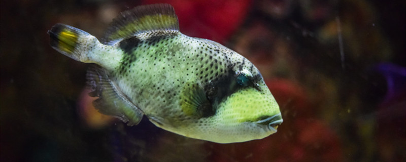 新买的鱼多久过危险期危险期要注意什么(新买的鱼一般多久能养活)