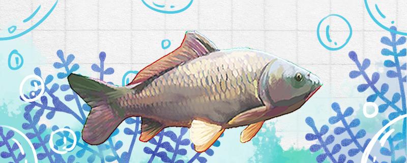 冬天野钓鲤鱼用什么饵料最好怎么钓(冬季野钓鲤鱼用什么饵好钓)