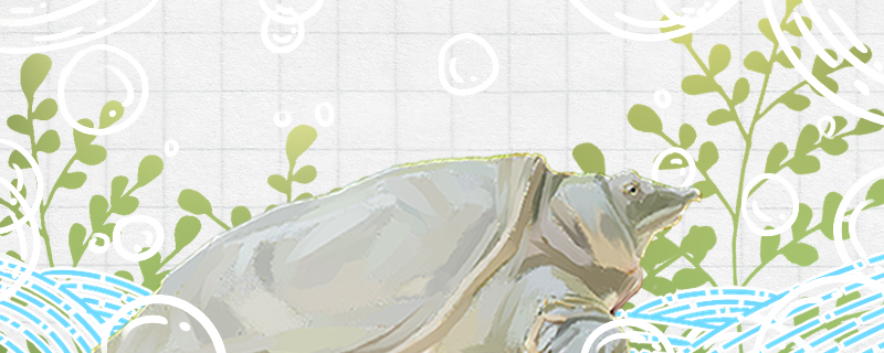 甲鱼能在水里憋多久能一直泡在水里吗(甲鱼放水里能活多久)