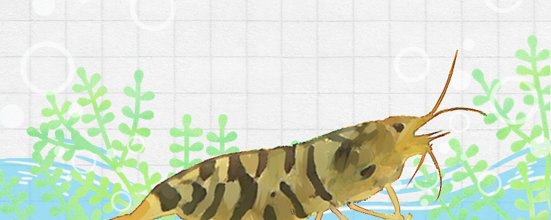 虾侧躺就是快死吗虾死亡的原因是什么(虾身子侧卧)