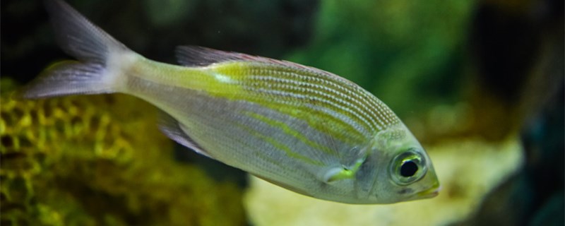 为什么养鱼的水要晒一晒困水的方法有几种(养鱼水晒得时间长了会怎样)