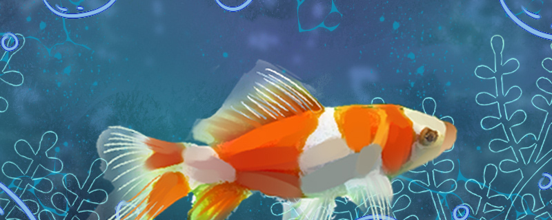 金鱼尾巴裂开了是怎么回事怎么治疗(金鱼尾巴开裂怎么办)