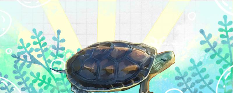 花龟怎么养新手能养吗(花龟如何饲养长得才快)