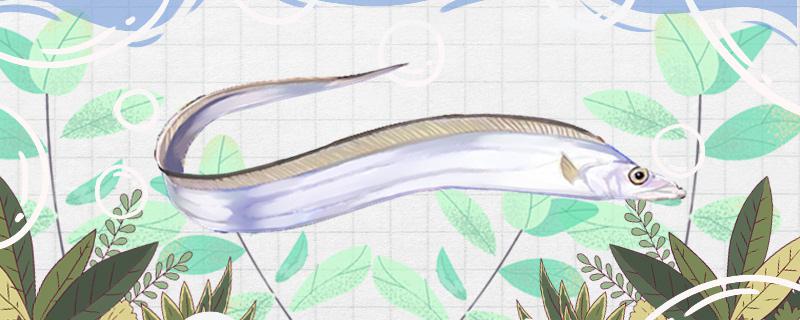 带鱼生活在哪里能用淡水养吗图片