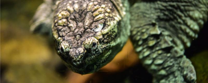 家养小乌龟如何过冬怎么让它冬眠(家养的小乌龟如何过冬)