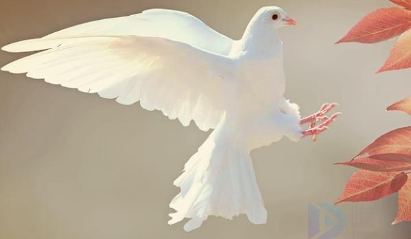 动物繁殖方式有哪些