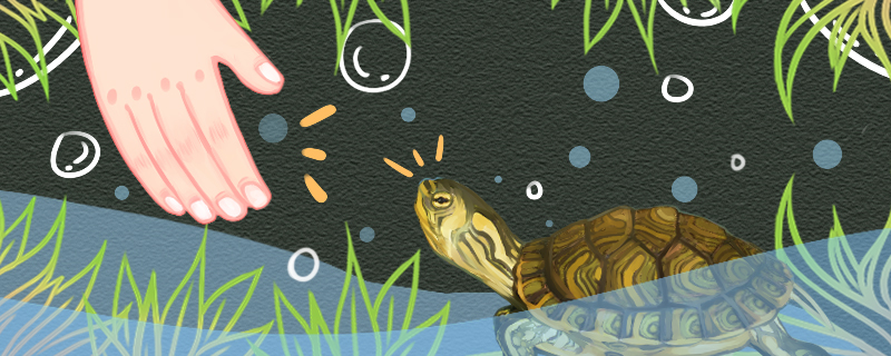 黄耳龟多久才会认主人养多久才能下蛋(黄耳龟几年开始下蛋)