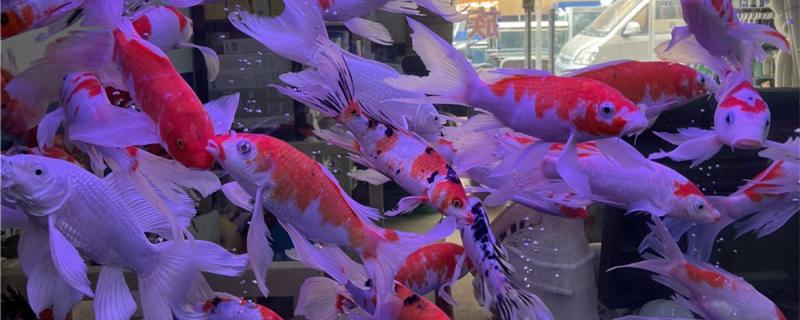 锦鲤把清道夫吃了怎么办锦鲤混养要注意什么(锦鲤吃了清道夫能消化吗)