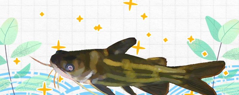 黄辣丁白天钓好还是晚上钓好白天可以钓吗(黄辣丁白天什么时间好钓)