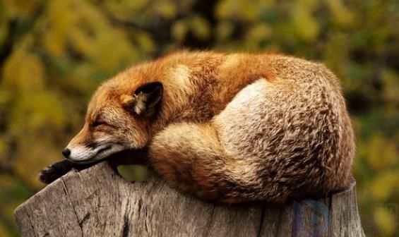 动物繁殖的方式有哪几种(动物繁殖方式有哪些)