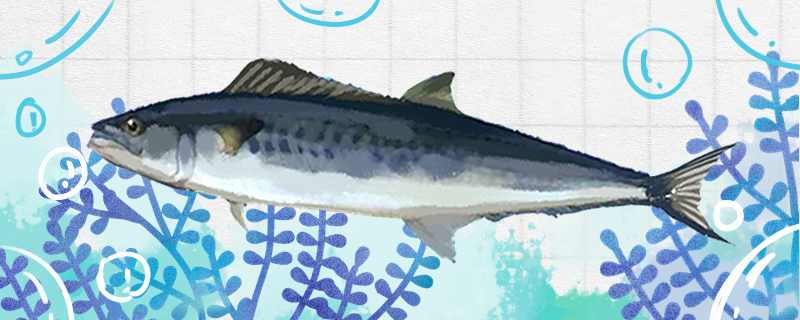 马友鱼和马鲛鱼一样吗有什么区别(马友鱼和马鲛鱼一样吗有什么区别图片)