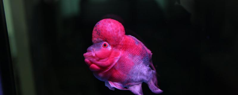 罗汉鱼肠炎的症状罗汉鱼肠炎的治疗方法(罗汉鱼肠炎怎么治快)