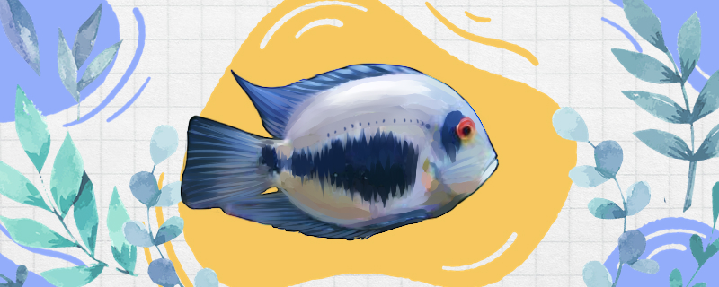 三角鲷好养吗怎么养(三角鲷好养吗怎么养活)