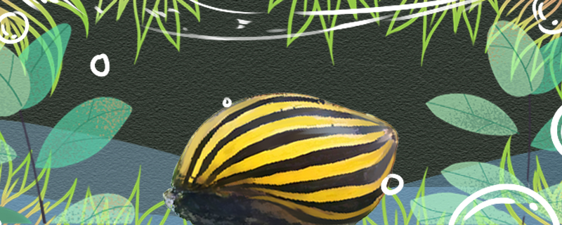 斑马螺吃什么多久喂一次(斑马螺吃鱼食吗)