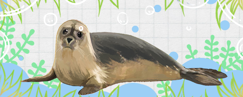 海豹需要换气吗能在水下憋气多久(海豹能憋气多长时间)