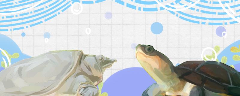 甲鱼是不是叫王八和乌龟有什么区别(甲鱼和王八还有鳖和乌龟是一样品种吗)