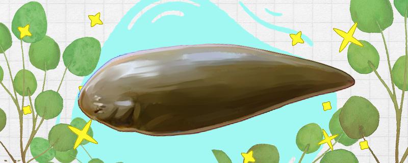 鳎目鱼又叫什么鱼生活在哪里(鳎目鱼的功效及作用)