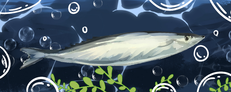 秋刀鱼刺多吗和刀鱼比哪个刺多(秋刀鱼有刺么)