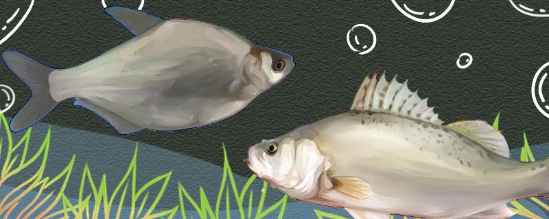 武昌鱼刺多吗和鲈鱼哪个刺少(武昌鱼刺多吗和鲈鱼哪个刺少些)