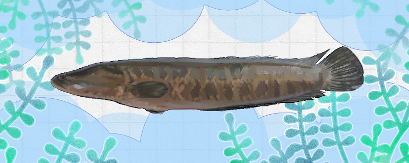 生鱼是什么鱼又叫什么鱼(生鱼有什么营养和功效与作用)