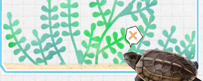 草龟可以放生到河里吗不想养了怎么办(草龟放生到池塘里能活吗)