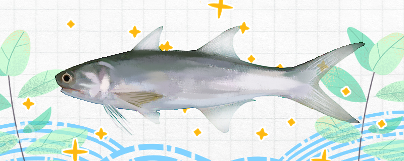 马友鱼是什么鱼是海水鱼吗(马友鱼百度百科)