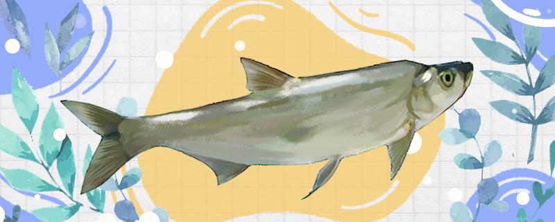 泥鳅可以钓翘嘴吗用什么药泡泥鳅钓翘嘴效果好(用泥鳅钓翘嘴鱼犯法吗)