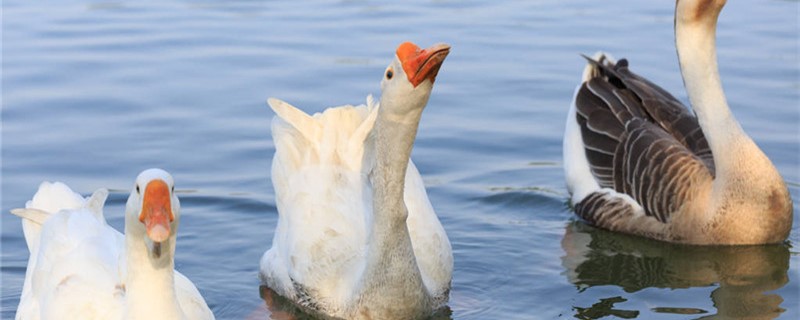 鹅能认出主人吗长到多大可以认识主人(鹅多大才会认识主人)