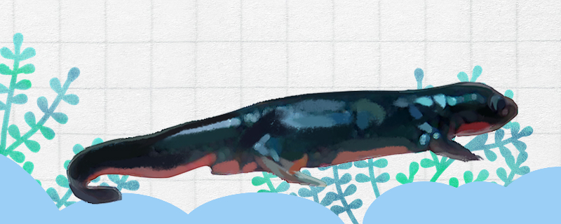 中华蝾螈吃什么能活多久(中华蝾螈需要上岸吗)