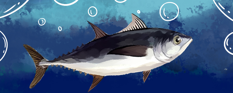 金枪鱼需要睡觉吗一直游怎么睡觉(金枪鱼一直游不累吗)